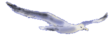 Mouette de l'�le de R�